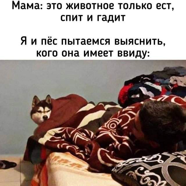 Смешные мемы - 10.10.2025 Смешные мемы - 10.10.2025