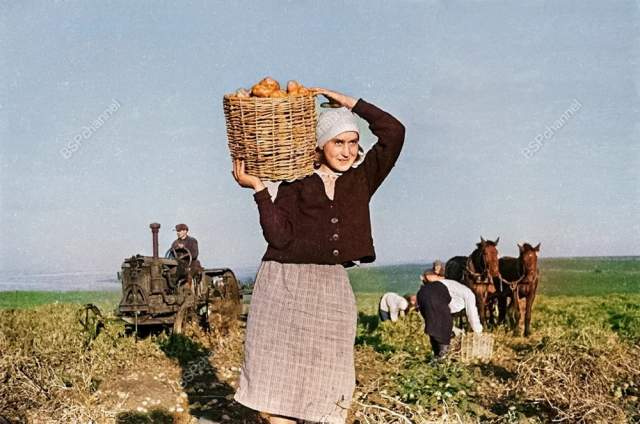 Уборка картофеля на полях имени М.И. Калинина Тамбовской области, 1943 год. Уборка картофеля на полях имени М.И. Калинина Тамбовской области, 1943 год.