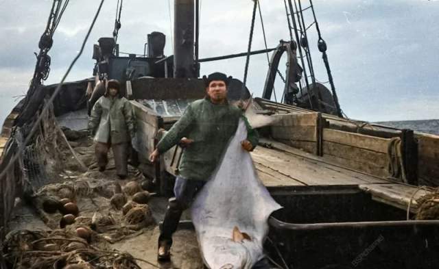 Моряки на борту судна с уловом. 1963 год. Моряки на борту судна с уловом. 1963 год.