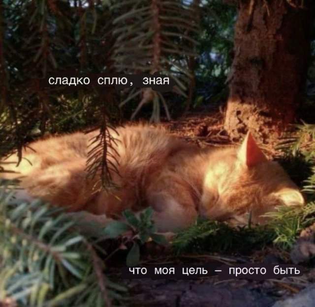 Смешные мемы - 13.10.2025 Смешные мемы - 13.10.2025