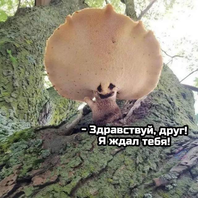 Немного грибного юмора Немного грибного юмора