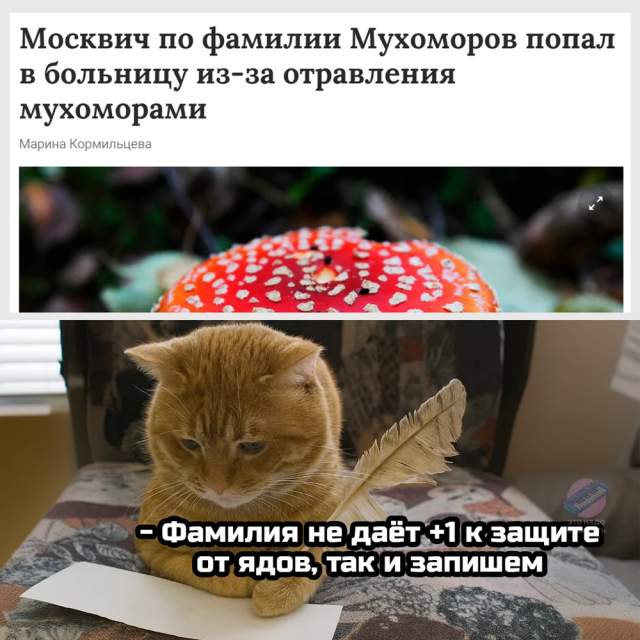 Немного грибного юмора Немного грибного юмора