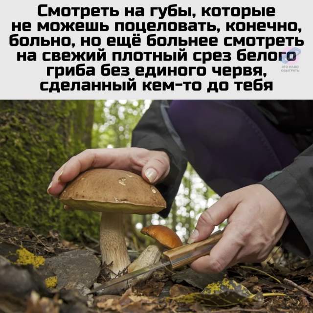 Немного грибного юмора Немного грибного юмора