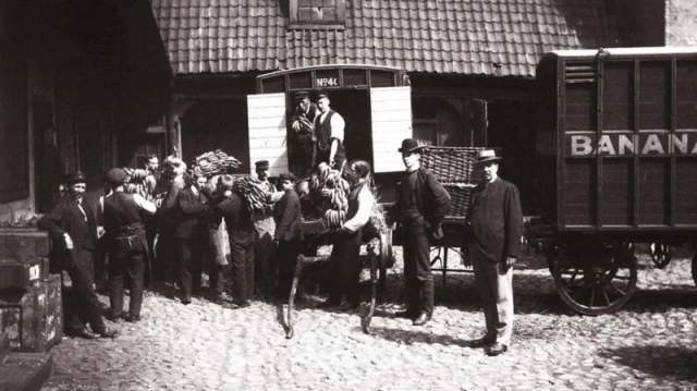 Норвегия впервые в истории закупила партию бананов, 1905 год Норвегия впервые в истории закупила партию бананов, 1905 год