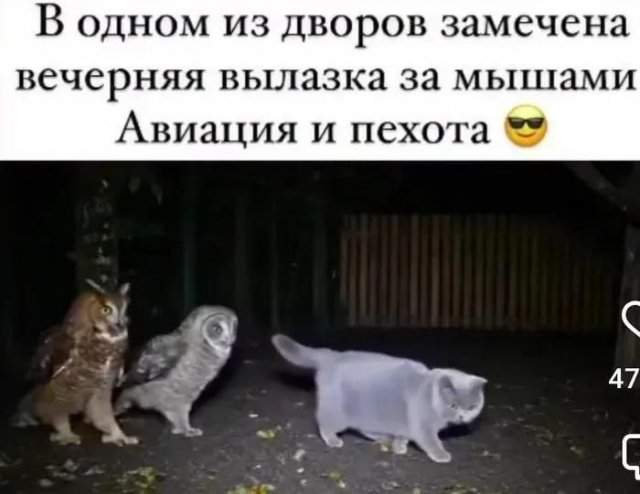Лучшие шутки и мемы из Сети - 24.10.2025 Лучшие шутки и мемы из Сети - 24.10.2025